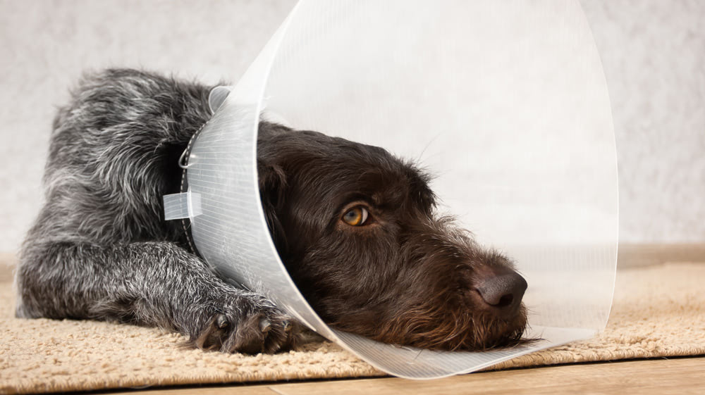 what to expect after dog gets neutered